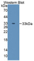 Western Blot; Sample: Recombinant protein.