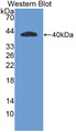 Western Blot; Sample: Recombinant protein.