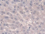 DAB staining on IHC-P; Samples: Mouse Liver Tissue; Primary Ab: 10µg/ml Rabbit Anti-Mouse SULF2 Antibody Second Ab: 2µg/mL HRP-Linked Caprine Anti-Rabbit IgG Polyclonal Antibody