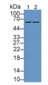 Western Blot; Sample: Lane1: Rat Liver lysate; Lane2: Rat Kidney lysate; Primary Ab: 2µg/mL Rabbit Anti-Rat SUOX Antibody; Second Ab: 0.2µg/mL HRP-Linked Caprine Anti-Rabbit IgG Polyclonal Antibody;