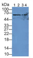 Western Blot; Sample: Lane1: Mouse Liver lysate; Lane2: Mouse Kidney lysate; Lane3: Mouse Prostate lysate; Lane4: Mouse Stomach lysate; Primary Ab: 2µg/mL Rabbit Anti-Mouse SUOX Antibody; Second Ab: 0.2µg/mL HRP-Linked Caprine Anti-Rabbit IgG Polyclonal Antibody;