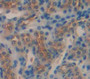 Sulfite Oxidase (Suox) Polyclonal Antibody, Cat#CAU22065