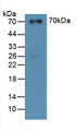 Western Blot; Sample: Recombinant SUOX, Human.