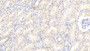 DAB staining on IHC-P; Samples: Bovine Kidney Tissue; Primary Ab: 20μg/ml Rabbit Anti-Bovine SUOX Antibody Second Ab: 2µg/mL HRP-Linked Caprine Anti-Rabbit IgG Polyclonal Antibody