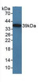 Western Blot; Sample: Recombinant TICAM1, Mouse.