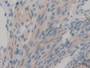 DAB staining on IHC-P; Samples: Mouse Ovary Tissue; Primary Ab: 10µg/ml Rabbit Anti-Mouse TICAM1 Antibody Second Ab: 2µg/mL HRP-Linked Caprine Anti-Rabbit IgG Polyclonal Antibody