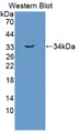 Western Blot; Sample: Recombinant protein.