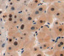 Used in DAB staining on fromalin fixed paraffin-embedded liver tissue