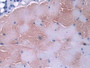 DAB staining on IHC-P; Samples: Mouse Skeletal muscle Tissue; Primary Ab: 20µg/ml Rabbit Anti-Mouse GLRX Antibody Second Ab: 2µg/mL HRP-Linked Caprine Anti-Rabbit IgG Polyclonal Antibody