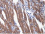 DAB staining on IHC-P; Samples: Mouse Heart Muscle Tissue.