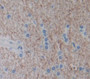 Interferon Alpha 5 (Ifna5) Polyclonal Antibody, Cat#CAU22104