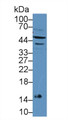 Western Blot; Sample: Mouse Lymphocyte lysate; Primary Ab: 12µg/mL Rabbit Anti-Mouse IFNa7 Antibody Second Ab: 0.2µg/mL HRP-Linked Caprine Anti-Rabbit IgG Polyclonal Antibody