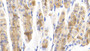 DAB staining on IHC-P; Samples: Mouse Stomach Tissue; Primary Ab: 20μg/ml Rabbit Anti-Mouse IFNa7 Antibody Second Ab: 2µg/mL HRP-Linked Caprine Anti-Rabbit IgG Polyclonal Antibody