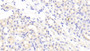 DAB staining on IHC-P; Samples: Mouse Kidney Tissue;  Primary Ab: 10μg/ml Rabbit Anti-Mouse IFNa8 Antibody Second Ab: 2µg/mL HRP-Linked Caprine Anti-Rabbit IgG Polyclonal Antibody 