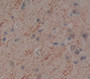 Interferon Alpha 10 (Ifna10) Polyclonal Antibody, Cat#CAU22108