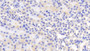 DAB staining on IHC-P; Samples: Mouse Kidney Tissue;  Primary Ab: 20μg/ml Rabbit Anti-Mouse IFNa13 Antibody Second Ab: 2µg/mL HRP-Linked Caprine Anti-Rabbit IgG Polyclonal Antibody 