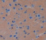 Tumor Protein, Translationally Controlled 1 (Tpt1) Polyclonal Antibody, Cat#CAU22112