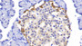 DAB staining on IHC-P; Samples: Rat Pancreas Tissue; Primary Ab: 20μg/ml Rabbit Anti-Rat UCHL1 Antibody Second Ab: 2µg/mL HRP-Linked Caprine Anti-Rabbit IgG Polyclonal Antibody