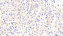 DAB staining on IHC-P; Samples: Mouse Kidney Tissue; Primary Ab: 10μg/ml Rabbit Anti-Mouse UCHL1 Antibody Second Ab: 2µg/mL HRP-Linked Caprine Anti-Rabbit IgG Polyclonal Antibody