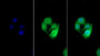 Uromodulin (Umod) Polyclonal Antibody, Cat#CAU22127