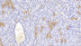 DAB staining on IHC-P; Samples: Canine Kidney Tissue;  Primary Ab: 20μg/ml Rabbit Anti-Canine UMOD Antibody Second Ab: 2µg/mL HRP-Linked Caprine Anti-Rabbit IgG Polyclonal Antibody 