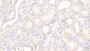 DAB staining on IHC-P; Samples: Human Kidney Tissue;  Primary Ab: 20μg/ml Rabbit Anti-Human VASN Antibody Second Ab: 2µg/mL HRP-Linked Caprine Anti-Rabbit IgG Polyclonal Antibody 
