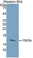 Western Blot; Sample: Recombinant protein.