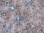 DAB staining on IHC-P; Samples: Mouse Kidney Tissue;  Primary Ab: 20µg/ml Rabbit Anti-Mouse WISP1 An