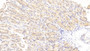 DAB staining on IHC-P; Samples: Mouse Stomach Tissue; Primary Ab: 20μg/ml Rabbit Anti-Mouse WISP1 Antibody Second Ab: 2µg/mL HRP-Linked Caprine Anti-Rabbit IgG Polyclonal Antibody