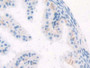 DAB staining on fromalin fixed paraffin- embedded oviduct tissue)
