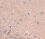 Wnt1 Inducible Signaling Pathway Protein 2 (Wisp2) Polyclonal Antibody, Cat#CAU22136