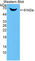 Western Blot; Sample: Recombinant protein.