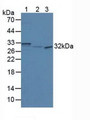 Western Blot; Sample: Lane1: Mouse Brain Tissue; Lane2: Mouse Pancreas Tissue; Lane3: Human Hela Cells.