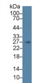 Western Blot; Sample: Porcine Stomach lysate; Primary Ab: 3µg/ml Rabbit Anti-Human SCGN Antibody Second Ab: 0.2µg/mL HRP-Linked Caprine Anti-Rabbit IgG Polyclonal Antibody