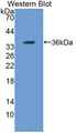 Western Blot; Sample: Recombinant protein.