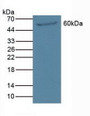 Western Blot; Sample: Mouse Pancreas Tissue.