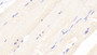 DAB staining on IHC-P; Samples: Rat Skeletal muscle Tissue;  Primary Ab: 20μg/ml Rabbit Anti-Rat TCN2 Antibody Second Ab: 2µg/mL HRP-Linked Caprine Anti-Rabbit IgG Polyclonal Antibody 
