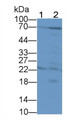 Western Blot; Sample: Lane1: Human Milk; Lane2: Human Saliva; Primary Ab: 2μg/ml Rabbit Anti-Human TCN1 Antibody; Second Ab: 0.2µg/mL HRP-Linked Caprine Anti-Rabbit IgG Polyclonal Antibody;