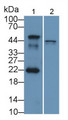 Western Blot; Sample: Lane1: Mouse Cerebellum lysate; Lane2: Human MCF7 cell lysate;; Primary Ab: 2µg/mL Rabbit Anti-Human MDM2 Antibody; Second Ab: 0.2µg/mL HRP-Linked Caprine Anti-Rabbit IgG Polyclonal Antibody;