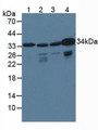 Western Blot; Sample: Lane1: Porcine Brain Tissue; Lane2: Human HepG2 Cells; Lane3: Human Hela Cells; Lane4: Human K562 Cells.