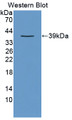 Western Blot; Sample: Recombinant CRKL, Human.