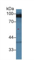 Western Blot; Sample: Rat Cerebrum lysate; Primary Ab: 2µg/ml Rabbit Anti-Human DLG3 Antibody Second Ab: 0.2µg/mL HRP-Linked Caprine Anti-Rabbit IgG Polyclonal Antibody