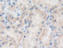 DAB staining on IHC-P; Samples: Human Kidney Tissue;  Primary Ab: 10µg/ml Rabbit Anti-Human TRAF4 An