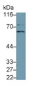 Western Blot; Sample: Recombinant protein.