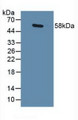 Western Blot; Sample: Human Lung Tissue.