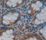 Ga Binding Protein Transcription Factor Alpha (Gabpa) Polyclonal Antibody, Cat#CAU22172