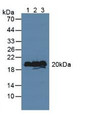 Western Blot; Sample: Lane1: Porcine Brain Tissue; Lane2: Mouse Brain Tissue; Lane3: Rat Brain Tissue.