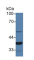 Western Blot; Sample: Mouse Lung lysate; Primary Ab: 2µg/ml Rabbit Anti-Mouse LEDGF Antibody Second Ab: 0.2µg/mL HRP-Linked Caprine Anti-Rabbit IgG Polyclonal Antibody