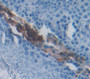 Rna Binding Motif Protein 3 (Rbm3) Polyclonal Antibody, Cat#CAU22181