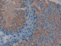 DAB staining on IHC-P; Samples: Mouse Testis Tissue; Primary Ab: 10µg/ml Rabbit Anti-Mouse TOR1B Antibody Second Ab: 2µg/mL HRP-Linked Caprine Anti-Rabbit IgG Polyclonal Antibody